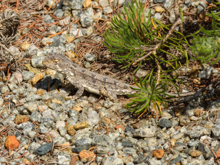 Western Heath Dragon (Ctenophorus adelaidensis) in Australia