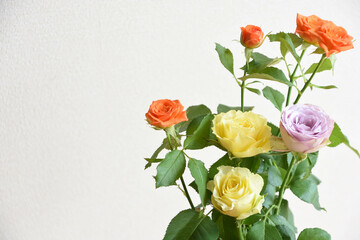 Obraz premium カラフルなバラ