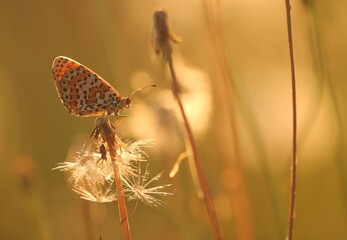 una farfalla melitaea su un fiore al tramonto in estate