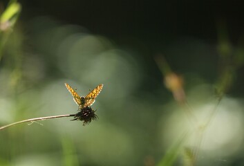 una farfalla su un fiore in un bosco