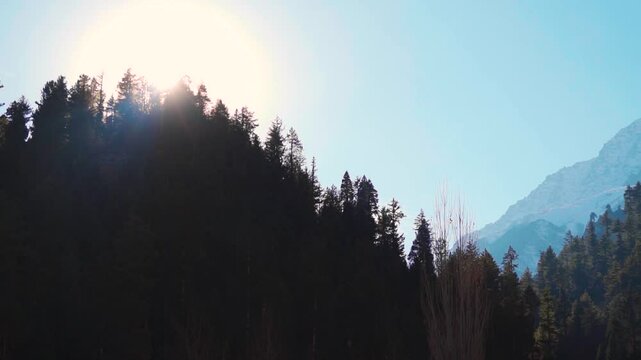 Silhouette shot of Pine tree forest on a Himalayan mountain peak with sun directly above it during a sunny day as seen from Manali in Himachal Pradesh, India. Natural background with copy space.