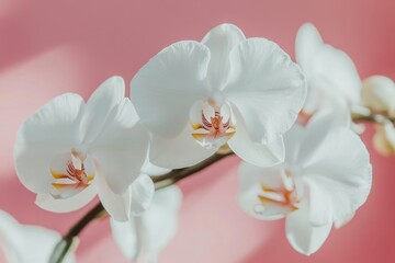 Elegant White Phalaenopsis Orchids Blooming Against a Soft Pink Background