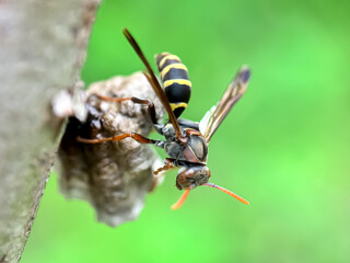 Close up of paper wasps in their nest, paper wasps (Polistinae)