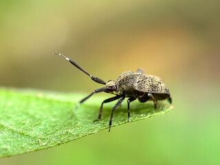 Close up of bugs in green leaves, true bugs (Heteroptera)