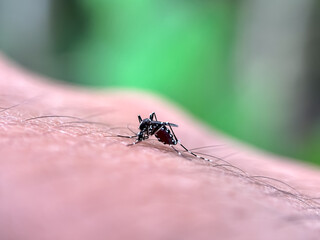 Close up of mosquitoes sucking blood in the human body, macro shot of Asian tiger mosquito (Aedes albopictus)