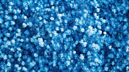 Beautiful flower background of blue gypsophila flowers.