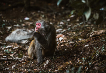 A Yunnan, China macaque sits on the forest floor in Dali, eating.  Dark, earthy tones dominate the...