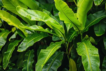 Obraz premium Vibrant green leaves glistening with fresh rain drops in lush tropical setting