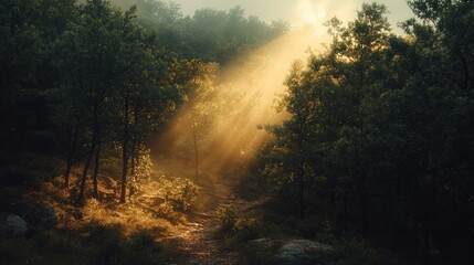 Fototapeta premium Sunbeams illuminate misty forest path.