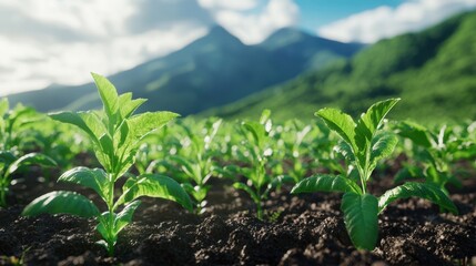 The Green Plant Life