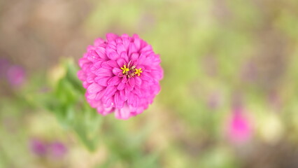 Obraz premium Close-up of a Vibrant Pink Flower with Soft Green Backgrounds