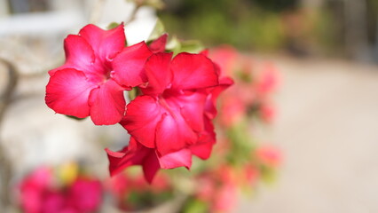Vibrant Pink Flowers Blooming in a Soft Focus Garden Setting