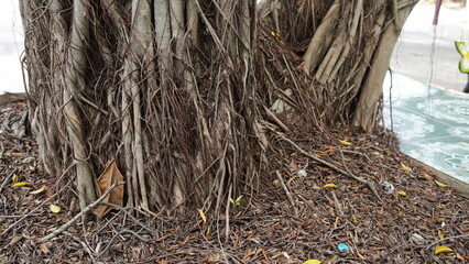 Intricate Roots and Twisted Bark of a Large Tree in Urban Setting