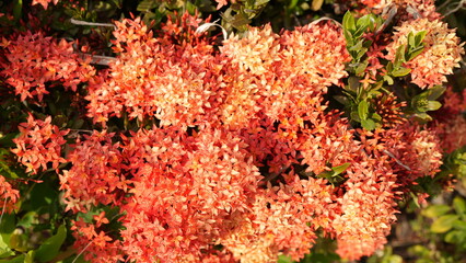 Vibrant Orange and Peach Flowering Blooms on Green Foliage Background