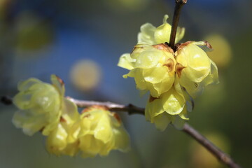甘い香りを漂わせ咲く