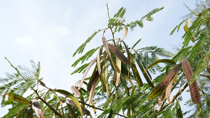 Green Leaves with Brown Pods Against a Light Blue Sky Background
