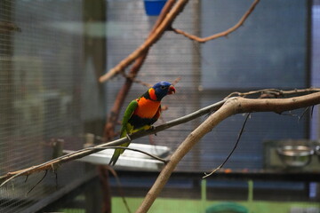 Red-collared lorikeet|Psittaciformes|Trichoglossus|Trichoglossus|紅領吸蜜鸚鵡| rubritorquis红领彩虹鹦鹉