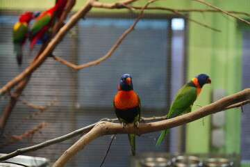 Red-collared lorikeet|Psittaciformes|Trichoglossus|Trichoglossus|紅領吸蜜鸚鵡| rubritorquis红领彩虹鹦鹉