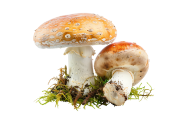 Two beautiful forest mushrooms isolated on a transparent background. PNG