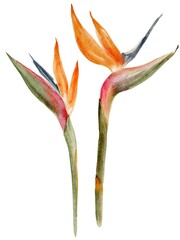 strelitzia botanical watercolor illustration isolated on white