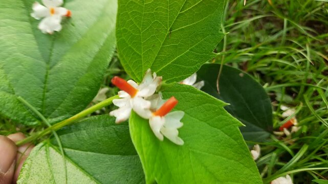 Nyctanthes arbor tristis flower. It's other names &nbsp;night blooming jasmine, tree of sorrow flower, coral jasmine and  shiuli. Harsigar or parijat flower. White flower. 
