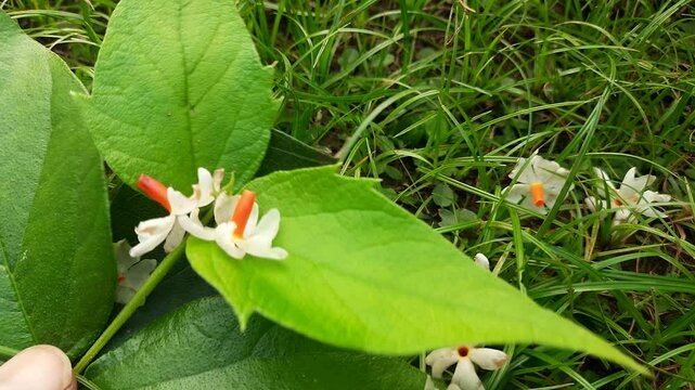 Nyctanthes arbor tristis flower. It's other names &nbsp;night blooming jasmine, tree of sorrow flower, coral jasmine and  shiuli. Harsigar or parijat flower. White flower. 
