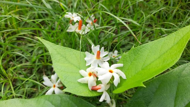 Nyctanthes arbor tristis flower. It's other names &nbsp;night blooming jasmine, tree of sorrow flower, coral jasmine and  shiuli. Harsigar or parijat flower. White flower. 

