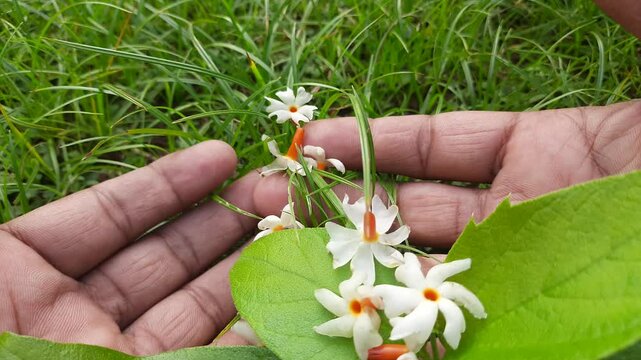Nyctanthes arbor tristis flower. It's other names &nbsp;night blooming jasmine, tree of sorrow flower, coral jasmine and  shiuli. Harsigar or parijat flower. White flower. 
