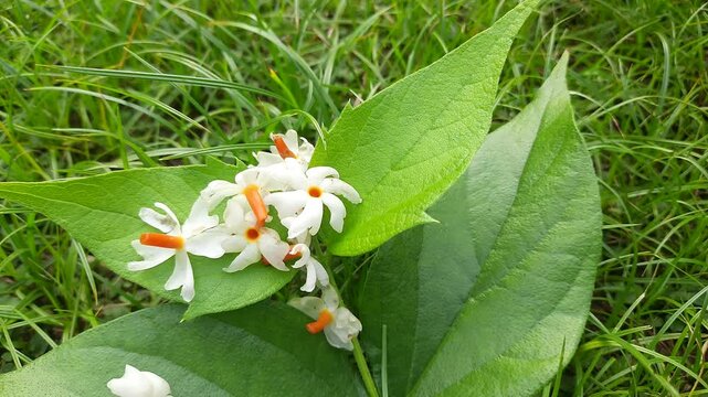 Nyctanthes arbor tristis flower. It's other names &nbsp;night blooming jasmine, tree of sorrow flower, coral jasmine and  shiuli. Harsigar or parijat flower. White flower. 
