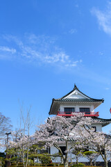 Fototapeta premium 春 涌谷城 満開の桜 