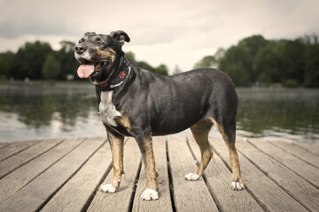 Dog posing on wooden bridge on lake in summer nature