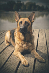 Dog posing on wooden bridge on lake in summer nature