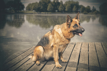 Dog posing on wooden bridge on lake in summer nature