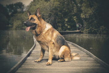 Dog posing on wooden bridge on lake in summer nature