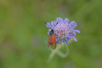Macro papillon zygaena purpuralis