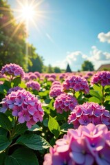Obraz premium A garden full of colorful flowers sways gently in the breeze under a radiant sun, hydrangeas, pink, flower field