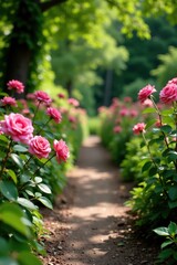 A garden path lined with blooming pink fresh roses and greenery, lush landscape, garden scenery, pink flowers