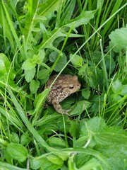 Portrait of toad sitting in green grass.