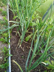 Obraz premium Hand watering a plant with watering-can. Beautiful growing green onion field. Farming and agriculture, young garlic, Onion plantation in the vegetable garden. Agriculture. Water drops on green leaves.