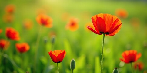 Obraz premium A vibrant red poppy blooms among a bed of lush green grass, wildflower, sunny