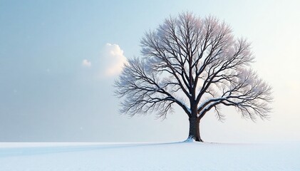 Fototapeta premium Bare Tilia Americana tree with snow accumulation at the base, cold weather, bare tree, snowfall