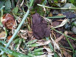 The common toad, European toad, or in Anglophone parts of Europe, simply the toad , is a frog found throughout most of Europe.