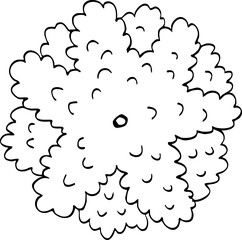 hand drawn vector of top view tree illustration.