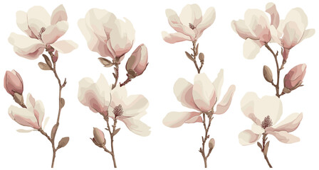 Elegant vintage botanical print of magnolia flowers in soft cream and pink tones, an antique masterpiece capturing the essence of nature's beauty.