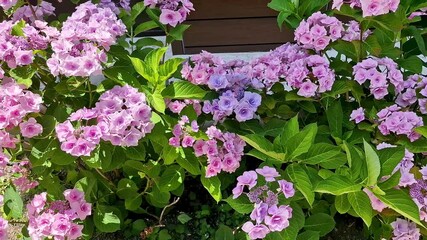 Blooming Garden Hydrangea, Bigleaf Hydrangea in the Garden on a Bright Sunny Day, Background Flowers Hydrangea Pink Lilac. Nature, Plants, Flowers, Blooming.