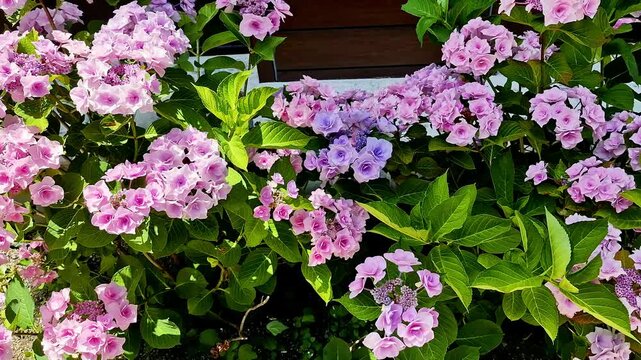 Blooming Garden Hydrangea, Large-leaved Hydrangea in the Garden on a Sunny Day, Growing Flowers, Hydrangea Plants. Background Flowers Hydrangea Pink Lilac. Nature, Plants, Flowers, Blooming.