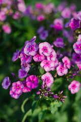 Purple flowers Panicle Phlox Classic Cassis in garden