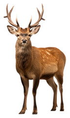 Obraz premium PNG Antler wildlife animal mammal.