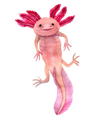 Watercolor hand drawn illustration of axolotl in pink color with tail. Pale Pink color swimming salamander. Exotic aquarium pet. Design for zoo goods, covers, backgrounds, decorations, tourist.