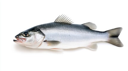 Obraz premium Fresh, whole sea bass fish isolated on white background.
